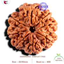 Load image into Gallery viewer, 8 Mukhi Nepalese Rudraksha - Bead No. 466
