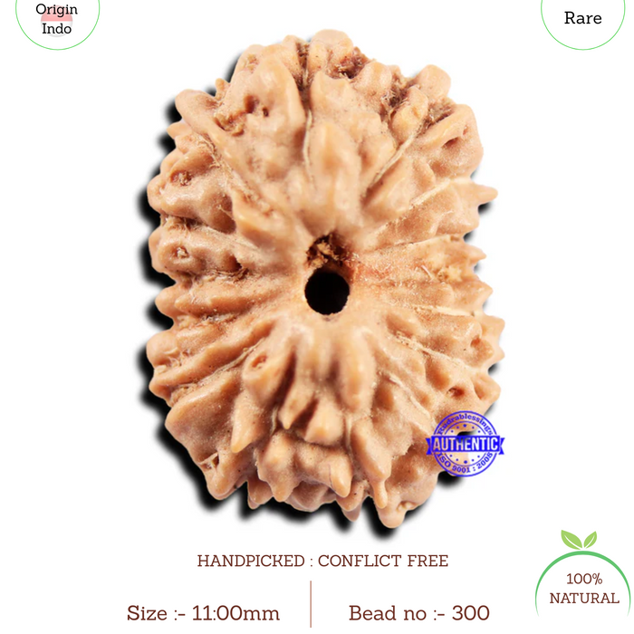 15 Mukhi Indonesian Rudraksha - Bead No. 300