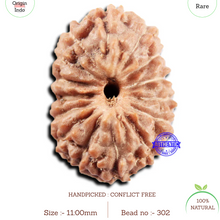 Load image into Gallery viewer, 15 Mukhi Indonesian Rudraksha - Bead No. 302
