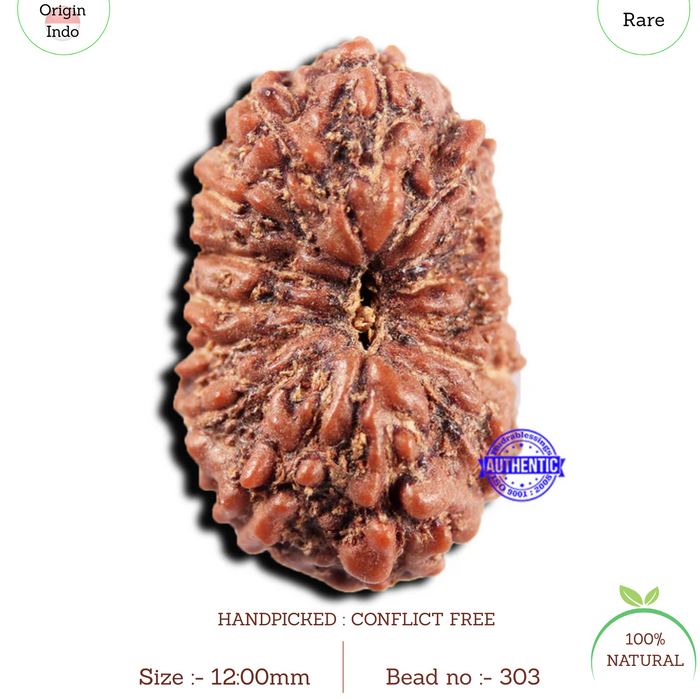 15 Mukhi Indonesian Rudraksha - Bead No.303