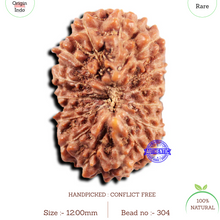 Load image into Gallery viewer, 15 Mukhi Indonesian Rudraksha - Bead No.304
