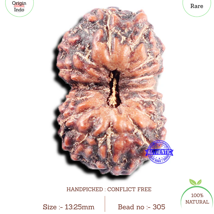 15 Mukhi Indonesian Rudraksha - Bead No. 305