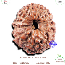Load image into Gallery viewer, 15 Mukhi Indonesian Rudraksha - Bead No.307
