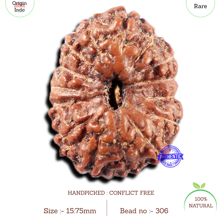 15 Mukhi Indonesian Rudraksha - Bead No. 306