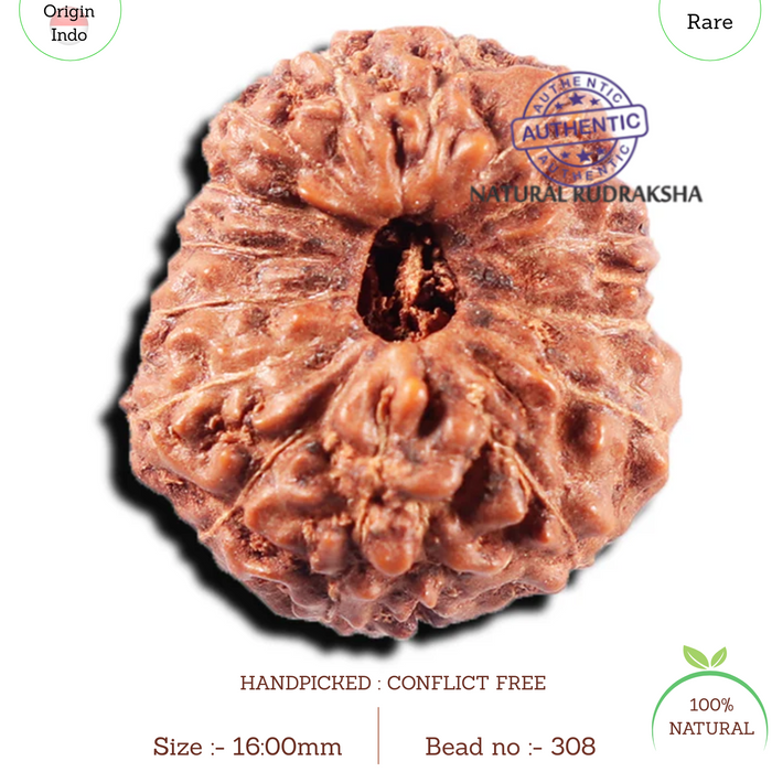 15 Mukhi Indonesian Rudraksha - Bead No. 308