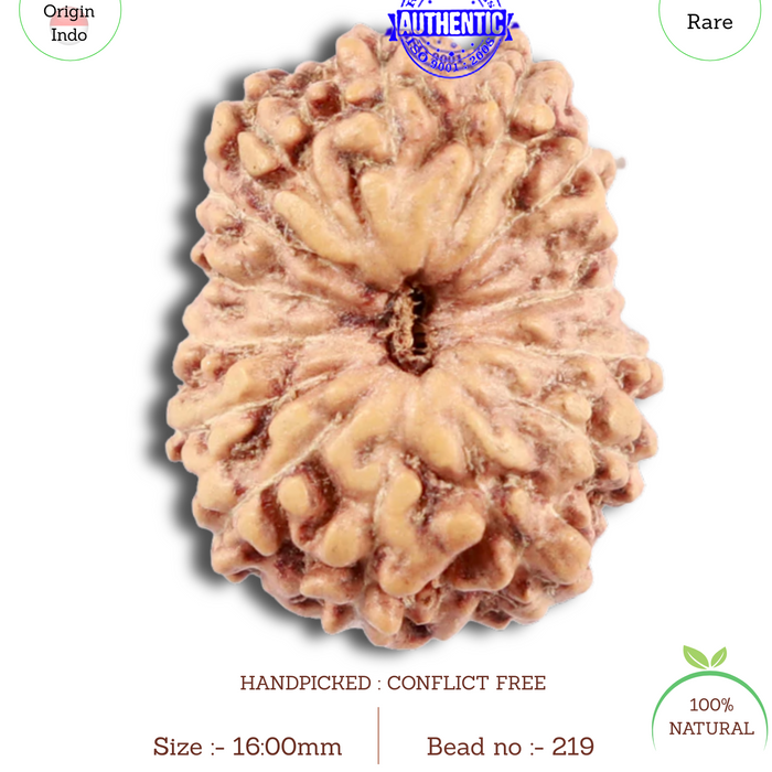 15 Mukhi Indonesian Rudraksha - Bead No. 219