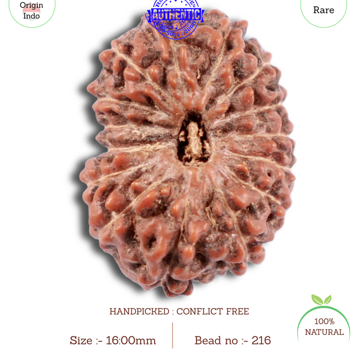15 Mukhi Indonesian Rudraksha - Bead No. 216
