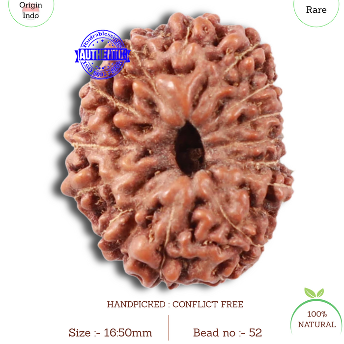 15 Mukhi Indonesian Rudraksha - Bead No. 52