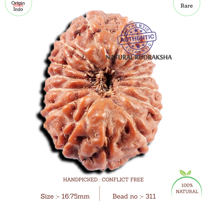 15 Mukhi Indonesian Rudraksha - Bead No. 311