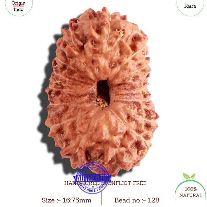 15 Mukhi Indonesian Rudraksha - Bead No. 128
