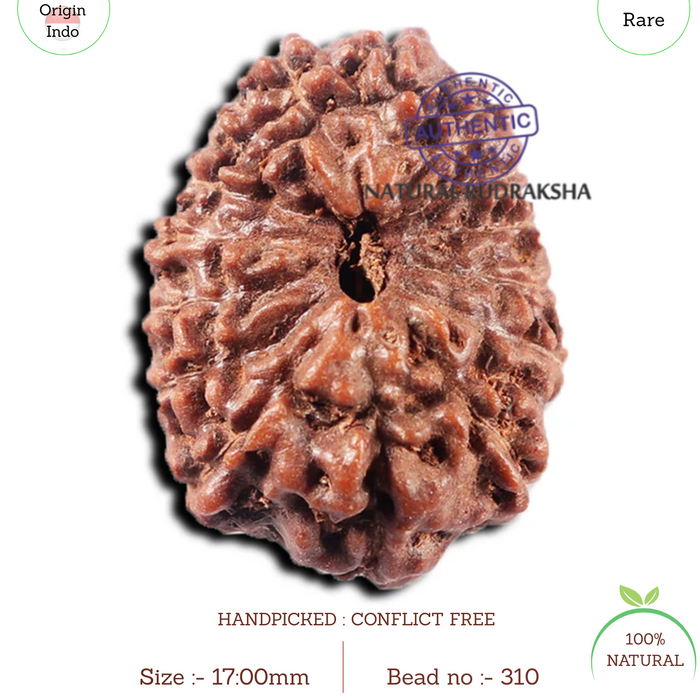 15 Mukhi Indonesian Rudraksha - Bead No. 310