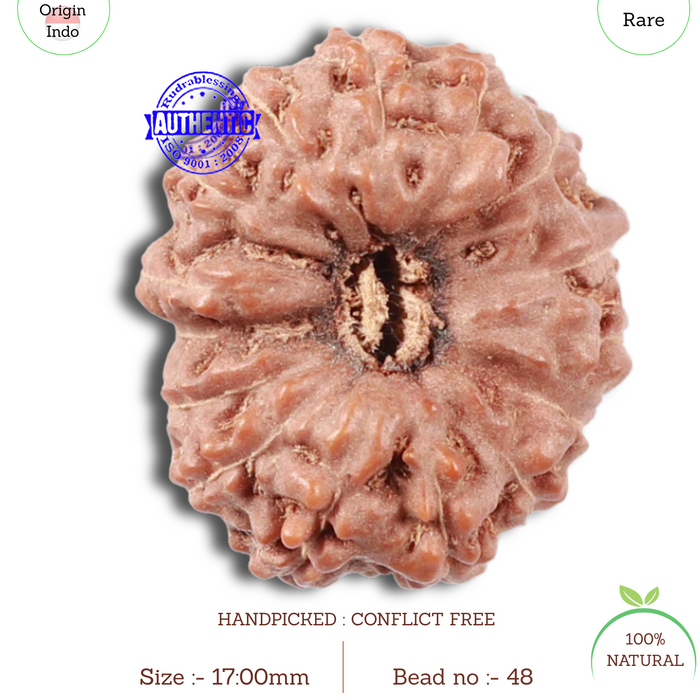 15 Mukhi Indonesian Rudraksha - Bead No. 48