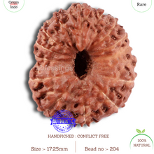 Load image into Gallery viewer, 15 Mukhi Indonesian Rudraksha - Bead No. 240
