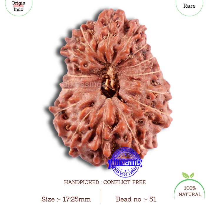 15 Mukhi Indonesian Rudraksha - Bead No. 51
