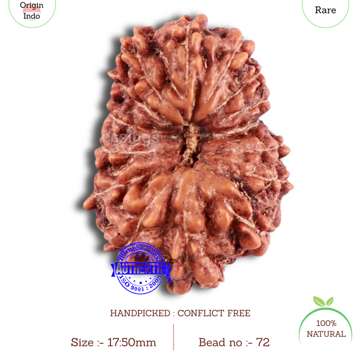 15 Mukhi Indonesian Rudraksha - Bead No. 72