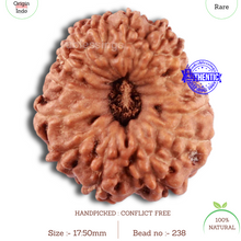 Load image into Gallery viewer, 15 Mukhi Indonesian Rudraksha - Bead No. 238
