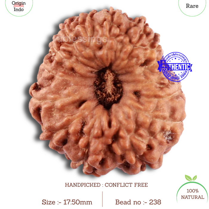 15 Mukhi Indonesian Rudraksha - Bead No. 238