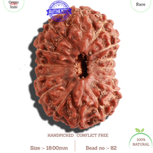 Load image into Gallery viewer, 15 Mukhi Indonesian Rudraksha - Bead No. 82
