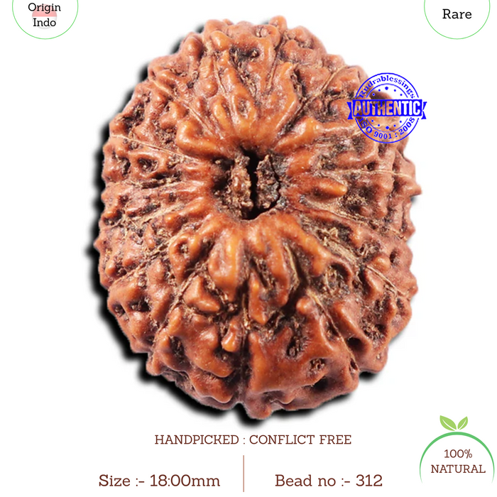 15 Mukhi Indonesian Rudraksha - Bead No. 312