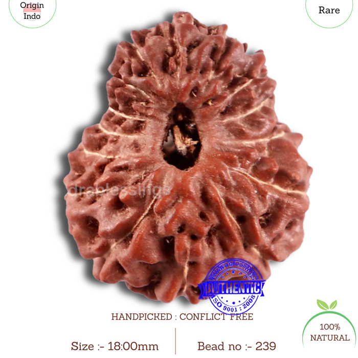 15 Mukhi Indonesian Rudraksha - Bead No. 239
