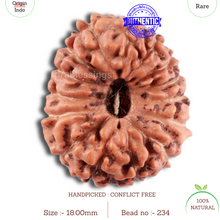 Load image into Gallery viewer, 15 Mukhi Indonesian Rudraksha - Bead No. 234
