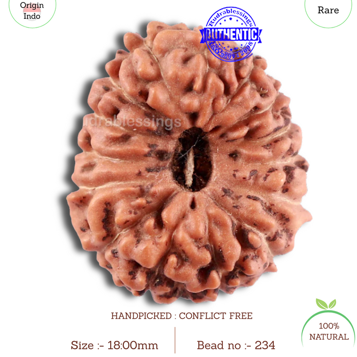 15 Mukhi Indonesian Rudraksha - Bead No. 234