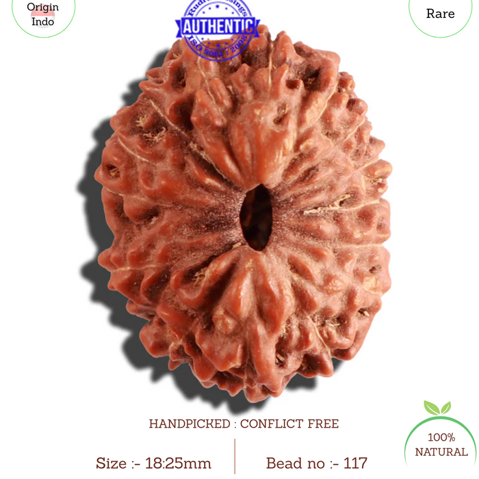 15 Mukhi Indonesian Rudraksha - Bead No. 117