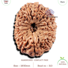Load image into Gallery viewer, 15 Mukhi Indonesian Rudraksha - Bead No. 313
