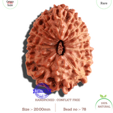 Load image into Gallery viewer, 15 Mukhi Indonesian Rudraksha - Bead No. 78
