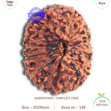 Load image into Gallery viewer, 15 Mukhi Indonesian Rudraksha - Bead No. 148

