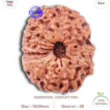 Load image into Gallery viewer, 15 Mukhi Indonesian Rudraksha - Bead No. 28
