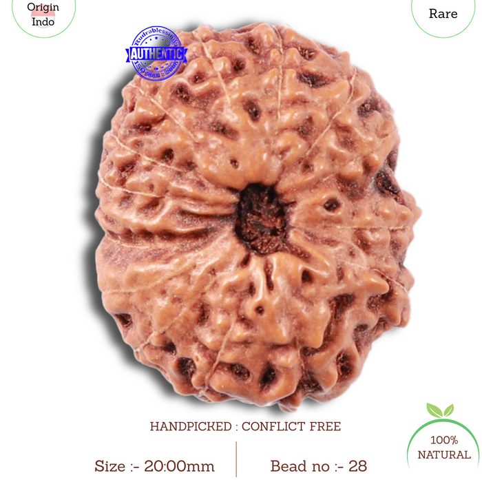 15 Mukhi Indonesian Rudraksha - Bead No. 28