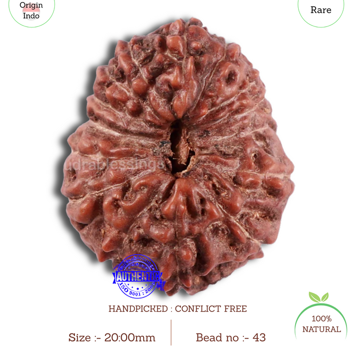 15 Mukhi Indonesian Rudraksha - Bead No. 43