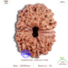 Load image into Gallery viewer, 15 Mukhi Indonesian Rudraksha - Bead No. 53
