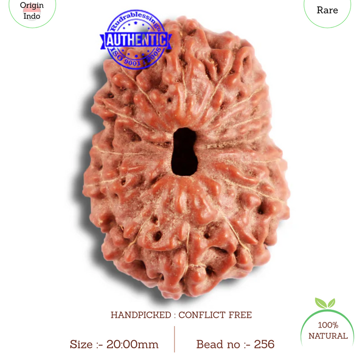 15 Mukhi Indonesian Rudraksha - Bead No. 256