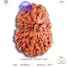 Load image into Gallery viewer, 15 Mukhi Indonesian Rudraksha - Bead No. 257
