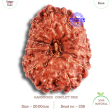 Load image into Gallery viewer, 15 Mukhi Indonesian Rudraksha - Bead No. 258
