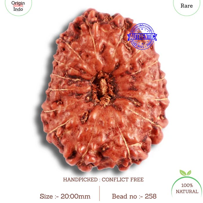 15 Mukhi Indonesian Rudraksha - Bead No. 258