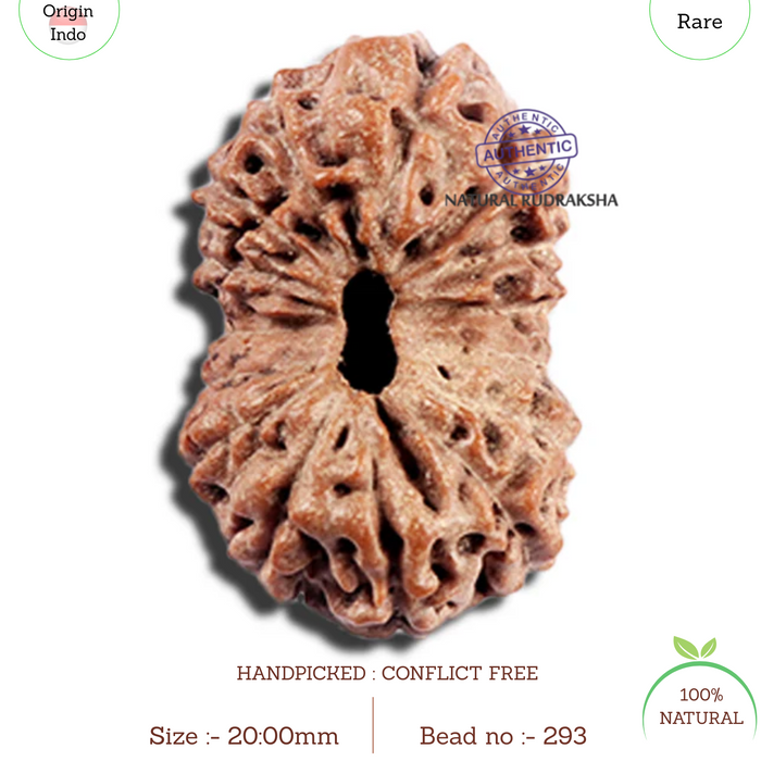 15 Mukhi Indonesian Rudraksha - Bead No. 293