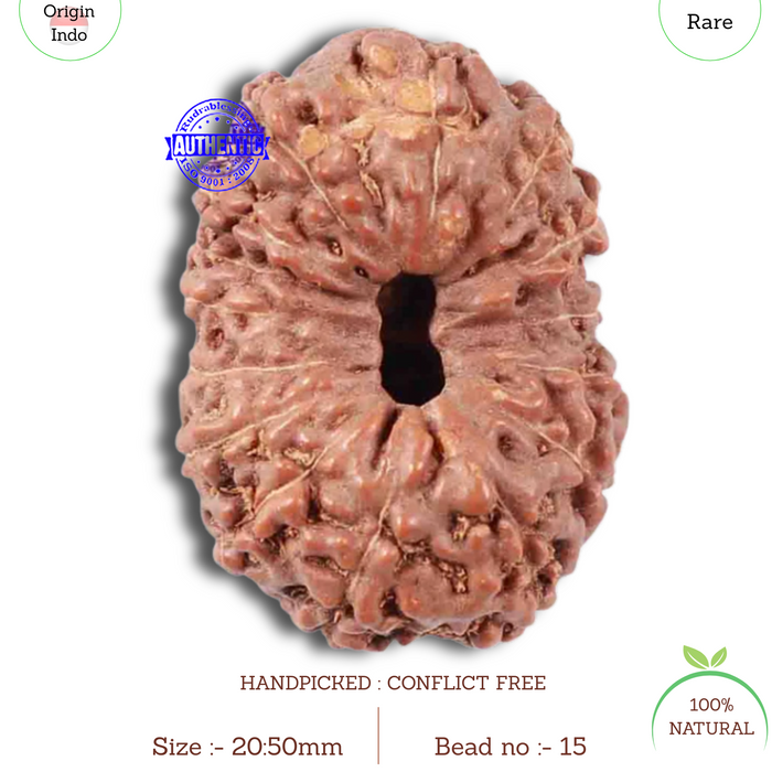 15 Mukhi Indonesian Rudraksha - Bead No. 15