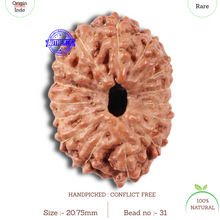 Load image into Gallery viewer, 15 Mukhi Indonesian Rudraksha - Bead No. 31
