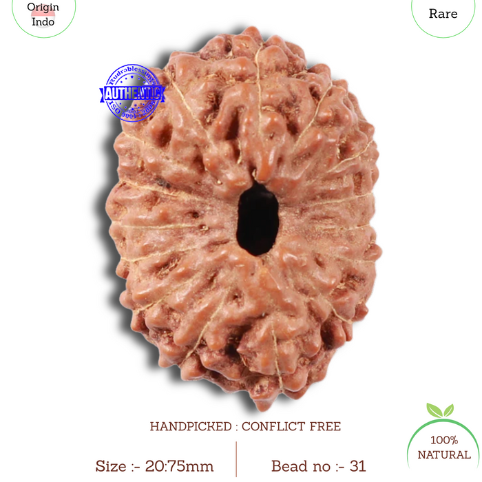 15 Mukhi Indonesian Rudraksha - Bead No. 31