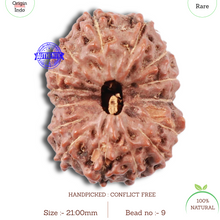 Load image into Gallery viewer, 15 Mukhi Indonesian Rudraksha - Bead No. 9
