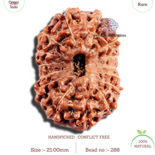 Load image into Gallery viewer, 15 Mukhi Indonesian Rudraksha - Bead No. 288
