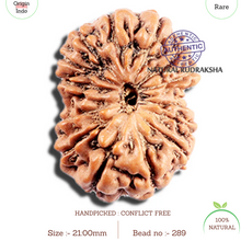 Load image into Gallery viewer, 15 Mukhi Indonesian Rudraksha - Bead No. 289
