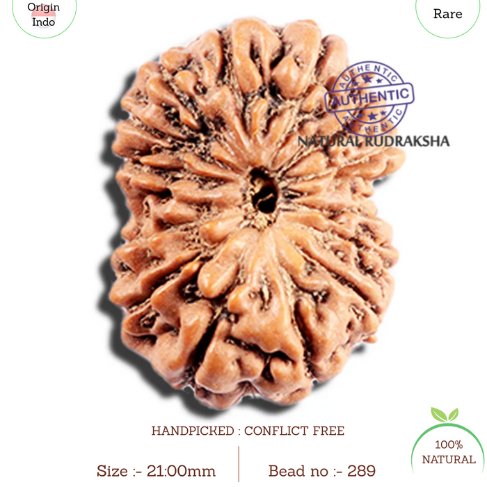 15 Mukhi Indonesian Rudraksha - Bead No. 289