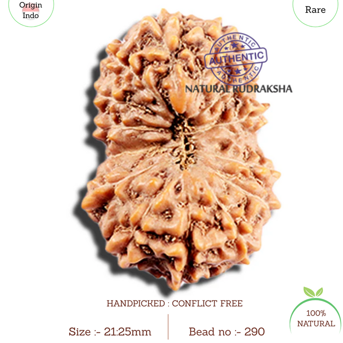 15 Mukhi Indonesian Rudraksha - Bead No. 290
