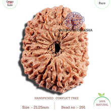 Load image into Gallery viewer, 15 Mukhi Indonesian Rudraksha - Bead No. 291
