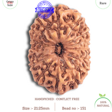 Load image into Gallery viewer, 15 Mukhi Indonesian Rudraksha - Bead No. 151
