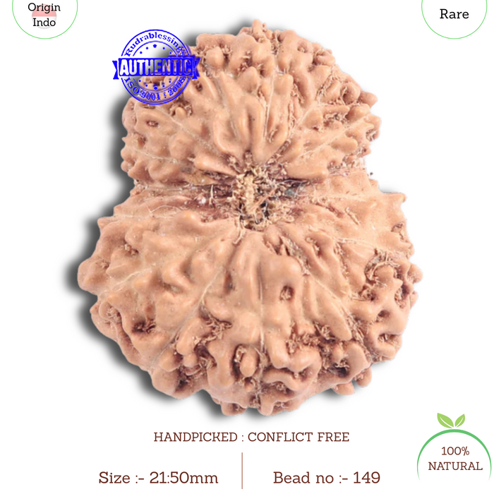 15 Mukhi Indonesian Rudraksha - Bead No. 149